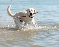 Hund im Wasser