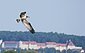Ein Fischadler im Flug. Im Hintergund eine lange Burg.